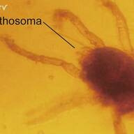 琥珀の特徴を持つ石に見える物体　川揚がり 琥珀の特徴を持つ石に見える物体 川揚がり