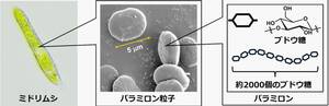 産総研と旭化成、ミドリムシ由来の接着剤　自動車構造材に使用可能な強度を確認