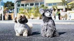 〈2024年6月度CM好感度ランキング〉トヨタ「シエンタ」が圏外から首位に急浮上　小型犬の可愛さで魅力伝える