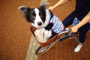 違反になる？　愛犬と一緒に自転車で散歩って、アリ？　ナシ？