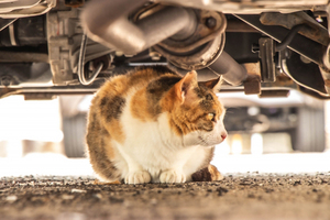 寒くなったら「猫バンバン」ボンネット叩くだけでいいの？ 車のエンジンルーム大好き猫対策「万能ではない」