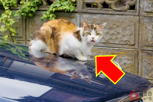 「ネコだァァ！」 エンジン内に潜むヤツに注意！ 乗る前「バンバン」はなぜ必要？ “猫トラブル”避ける対策方法とは
