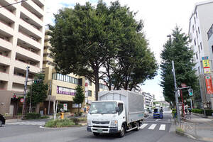 「伐らないで！」道路のど真ん中に残った“大木”たちの正体　保護のために「バイパス建設」／「伐採やむなし」も