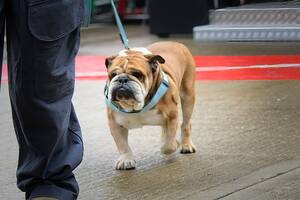 ルイス・ハミルトンの愛犬ロスコーが亡くなる…… 映画『F1／エフワン』にも”出演”