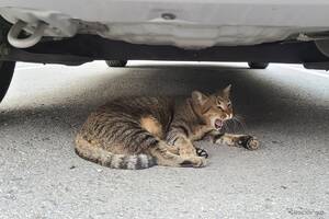 意外ニャ！ 6月に急増、猫のエンジンルーム侵入…要注意