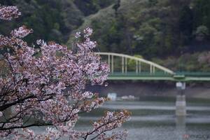 今から押さえておきたい！ 桜が見頃なツーリングスポット5選 ～関東近郊編～