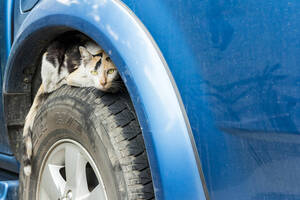 “エンジンルームに猫”のトラブルは1カ月で24件！ 暖かくなっても引き続き注意！