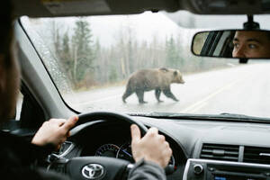 クルマを運転中「クマ」に遭遇したら？　クラクションやパッシングで追っ払おうは論外！　極力刺激せずに距離を取るが最善策だった