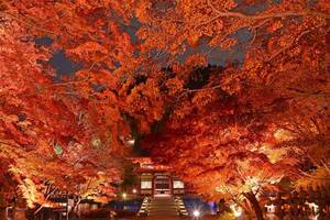日本の秋って本当に美しいよね！ ライトアップで幻想的な夜の「紅葉」を楽しめる 週末に行きたい“関西4府県”の神社仏閣4選