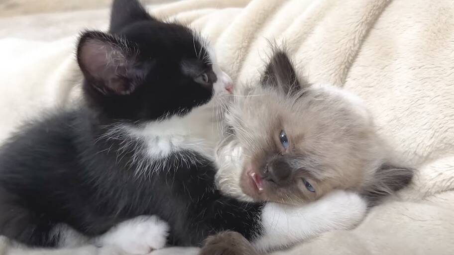 ひとりぼっちだった子猫が、素敵な『出会い』を経て…すっかり